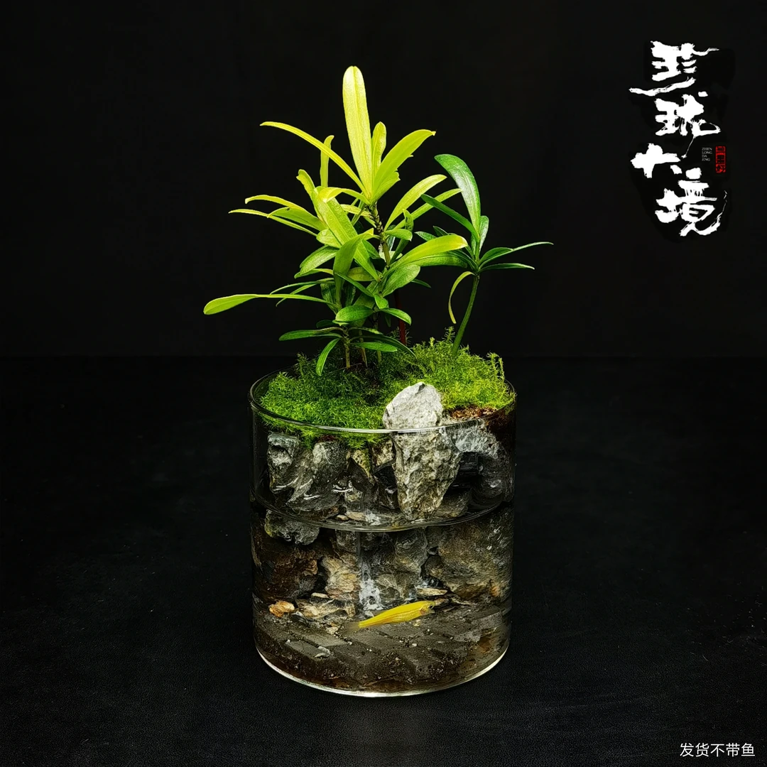 [松池]罗汉松绿植苔藓桌面微景观中式禅意国风摆件鱼缸-ZS-8*8cm