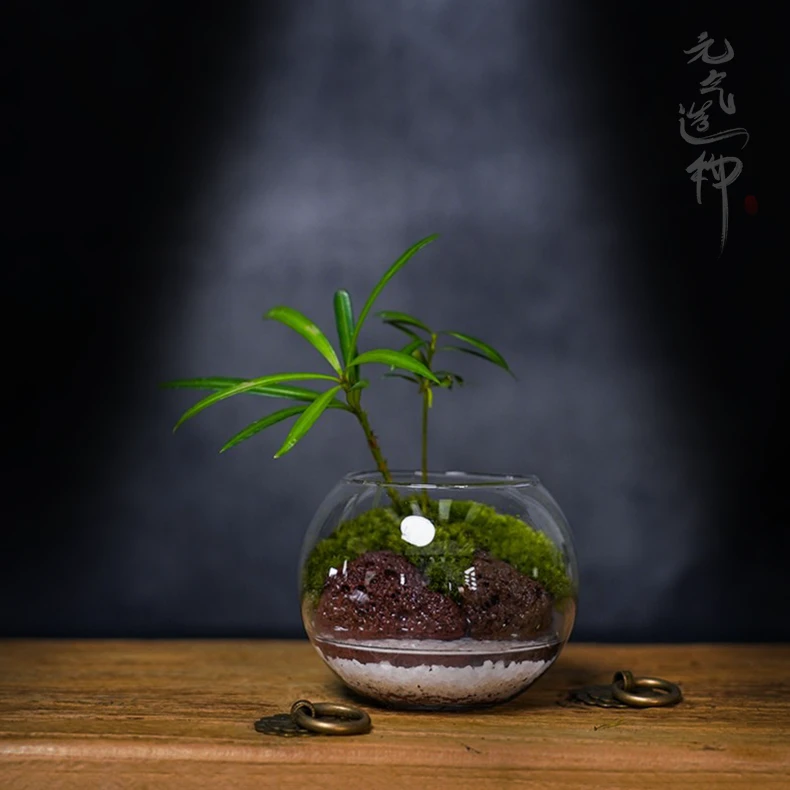 中秋佳节【缘梦】—成品绿植罗汉松微景观创意造景9*9cm口径6.5cm