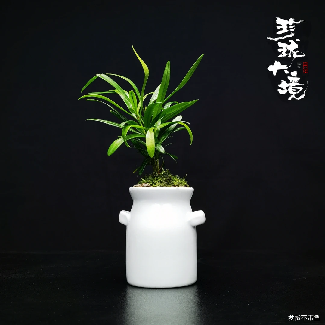 [小放松]罗汉松成品创意绿植室内桌面微景观6*8cm