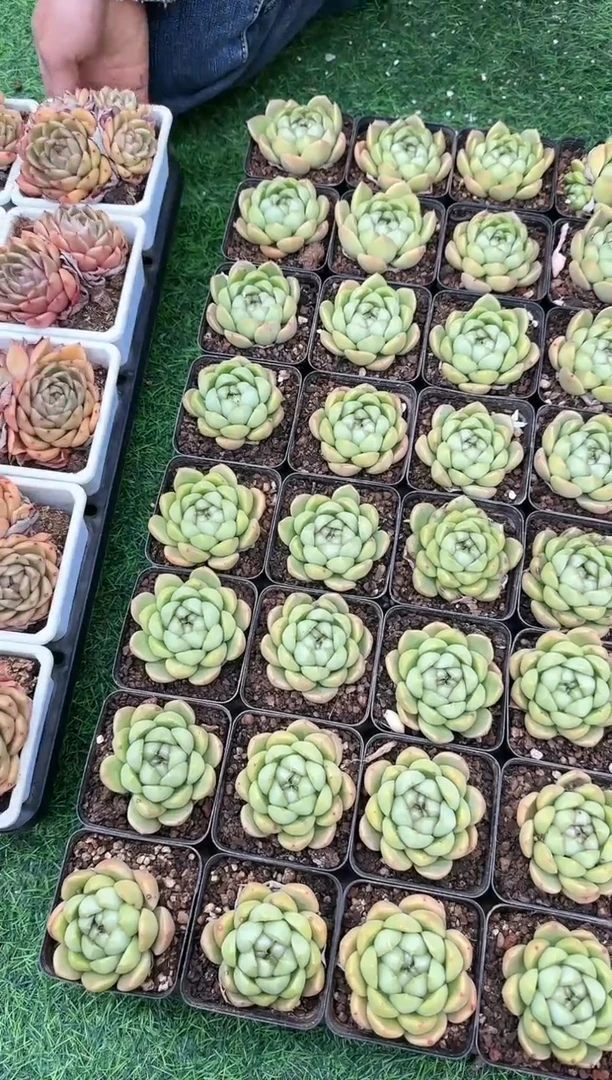 【闪购商品】比耶拉珍尼单头黑色70杯带盆土