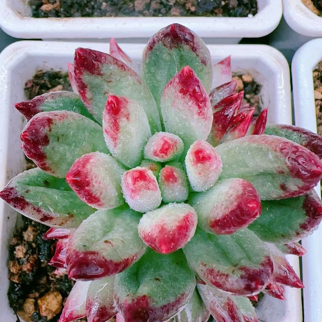 岩字群90#脱土金先生精品多肉