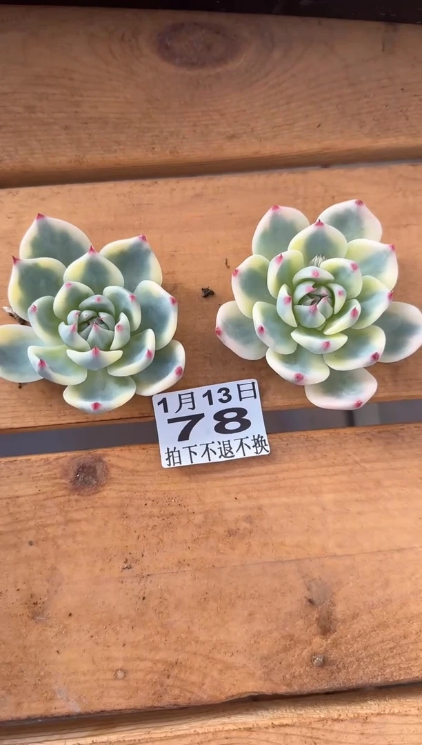 【闪购商品】0113-78吉娃娃锦头盖量拍