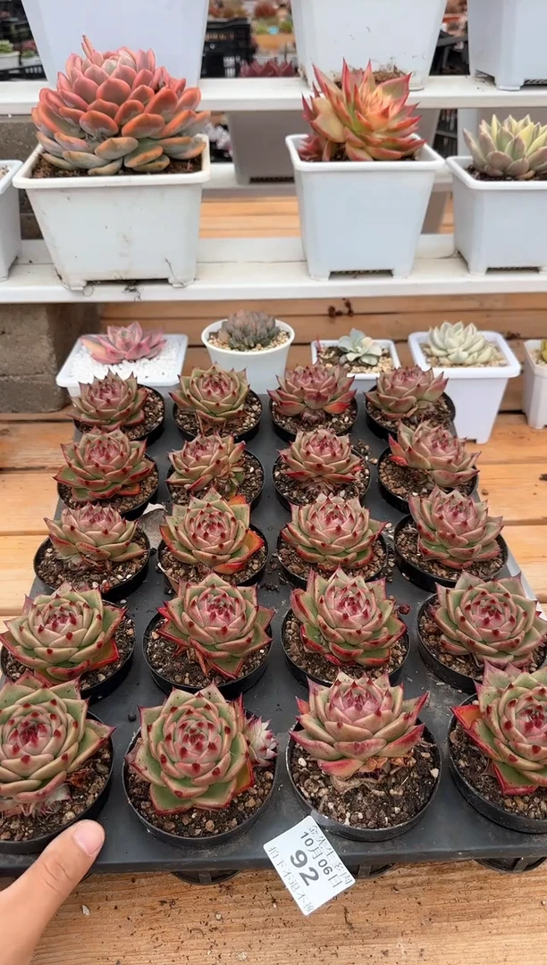 【闪购商品】1006-92蓝龙单头（量拍）