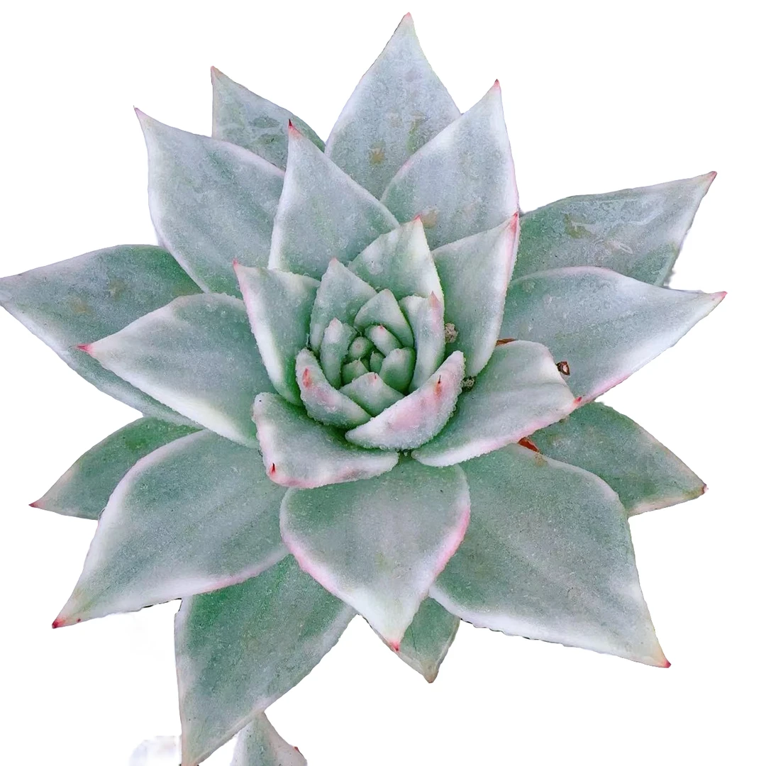 拉纹锦母本脱土金先生精品多肉