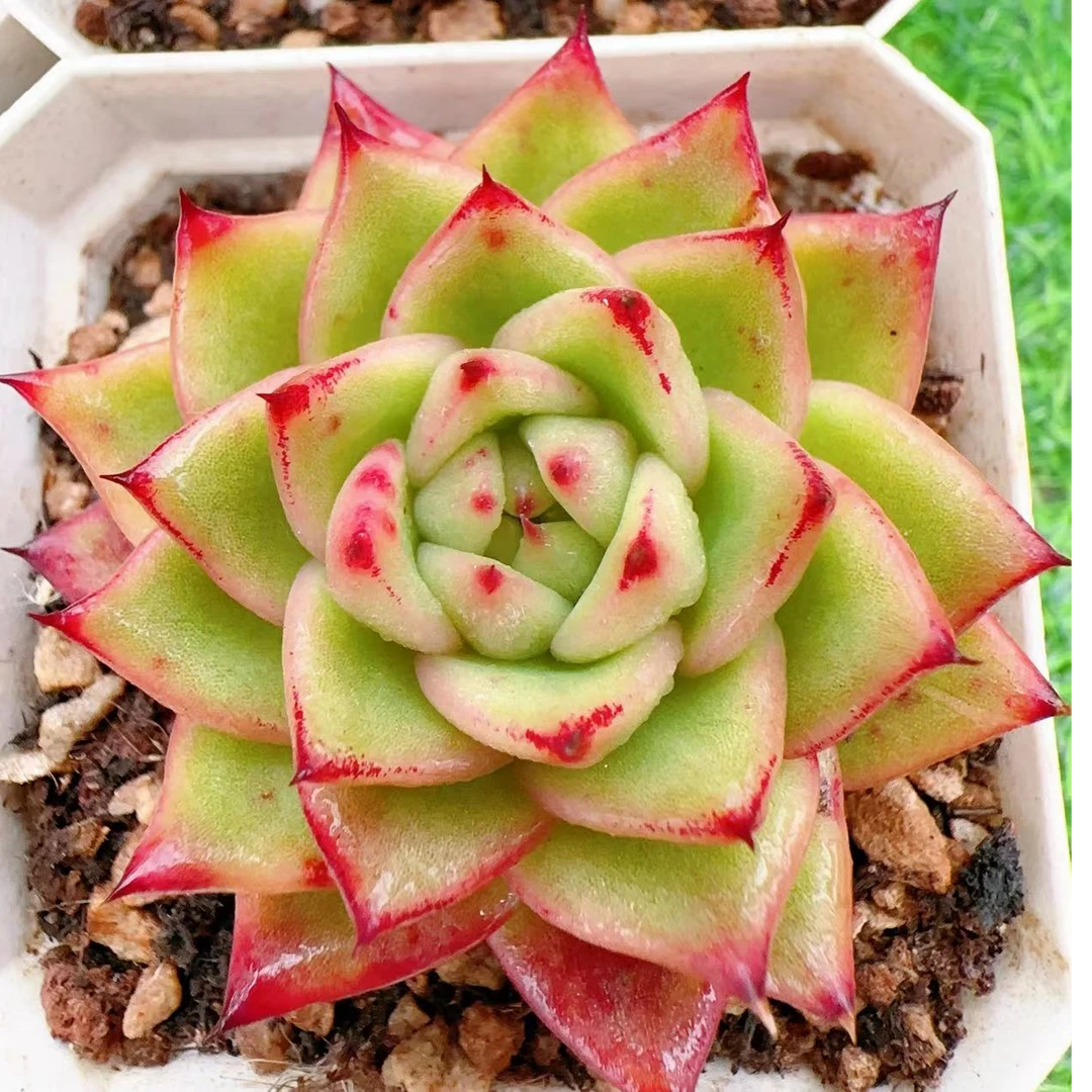 山塔玛利亚单头(4.5cm)70#脱土金先生精品多肉