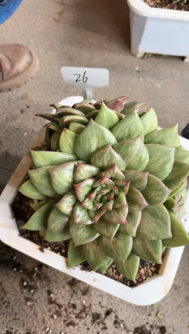 【闪购商品】蔷薇玛利亚锦群26号