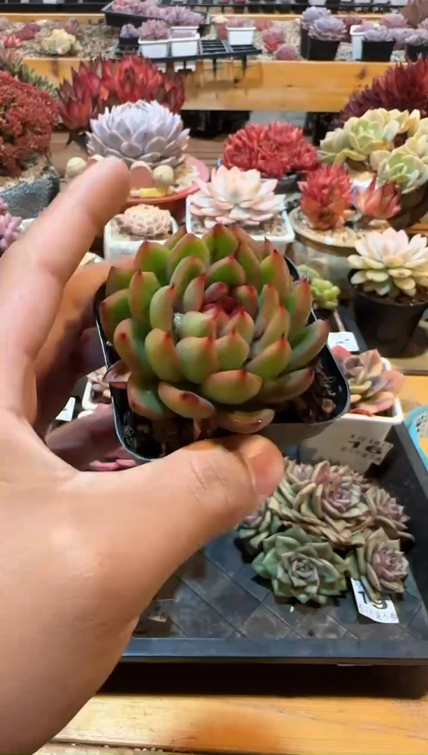 【闪购商品】0115-22糖果珍妮