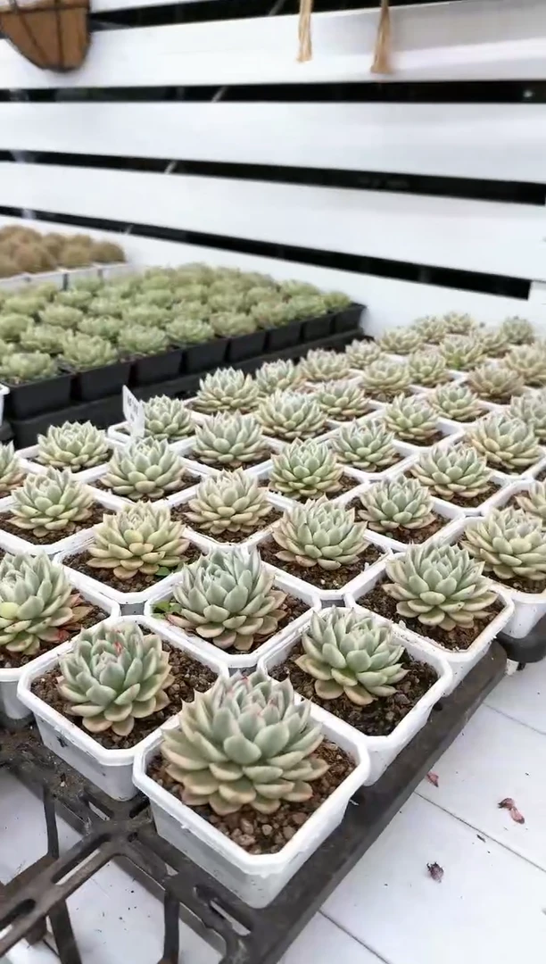 【闪购商品】蝴蝶飞舞锦带盆土