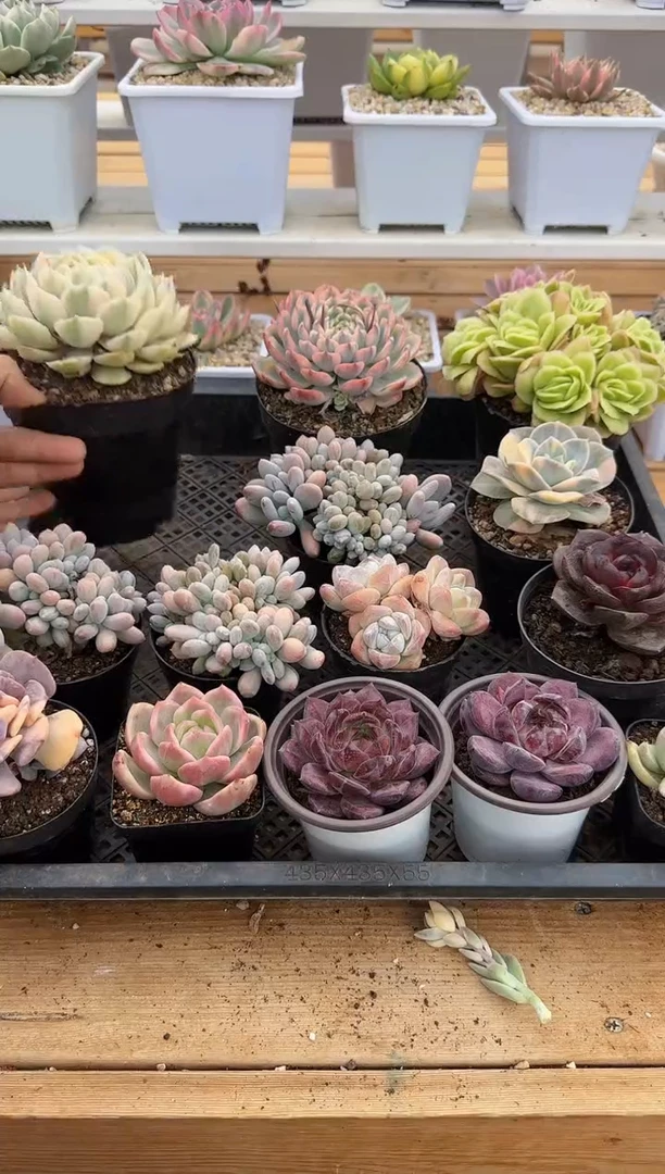 【闪购商品】0829-77贝加尔湖锦