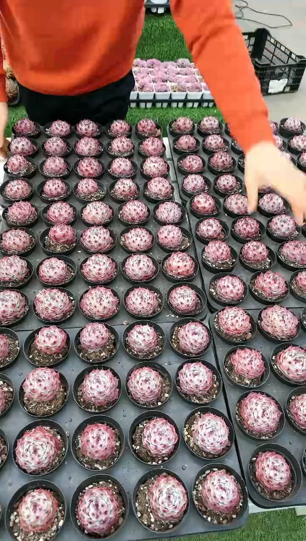 【闪购商品】卡西欧惊鸿带盆土