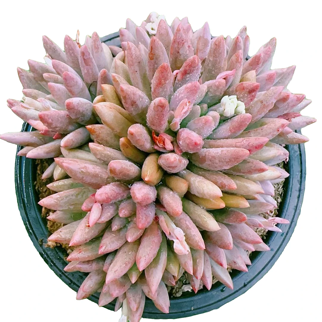 红蜻蜓无砍大群（16cm）脱土金先生精品多肉