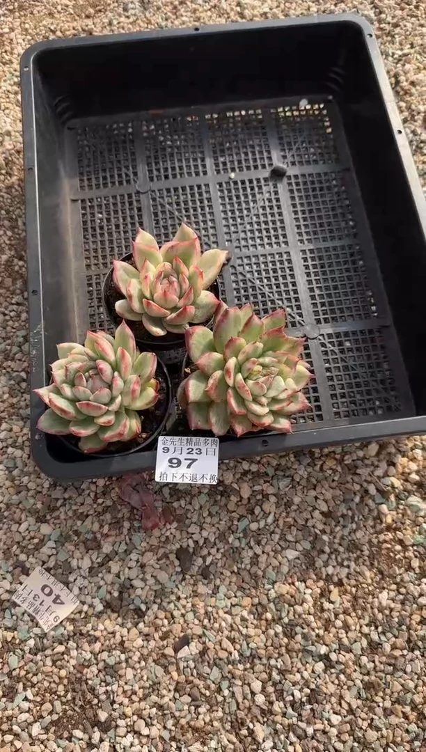 【闪购商品】0923-97大王玛利亚锦3颗