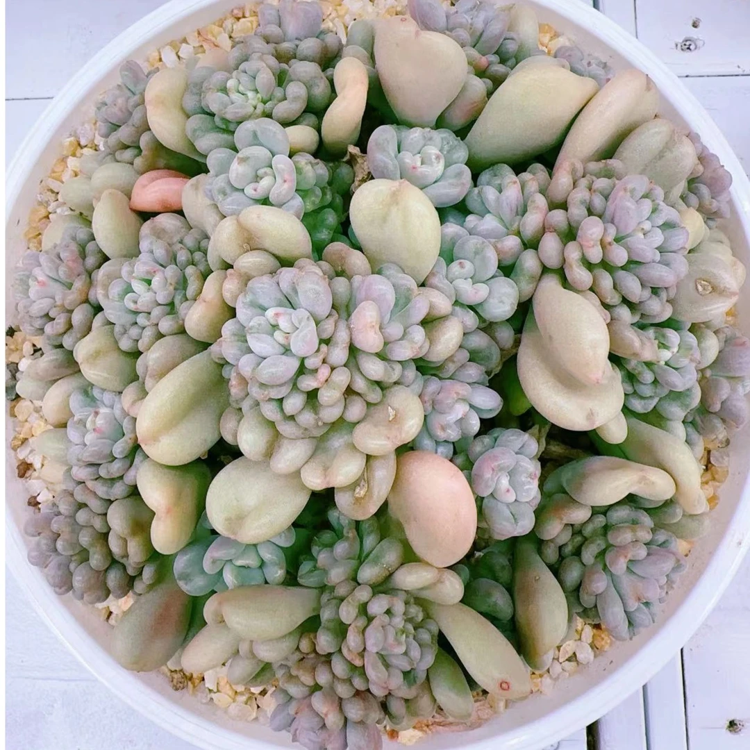 比尔盖茨大群金先生精品多肉