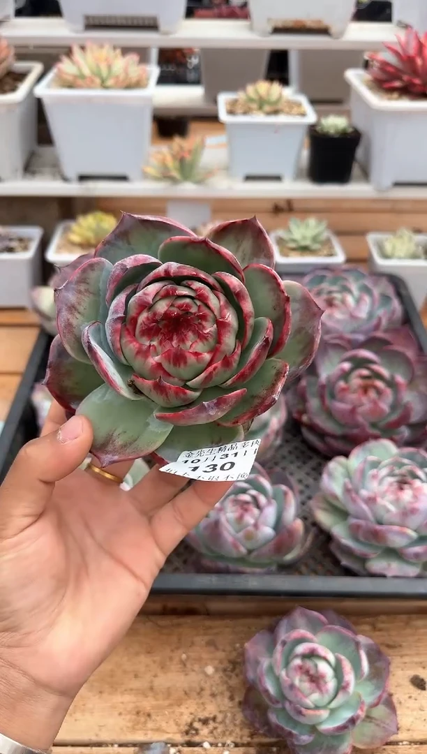 【闪购商品】1031-130惊鸿仙子（福利）多肉