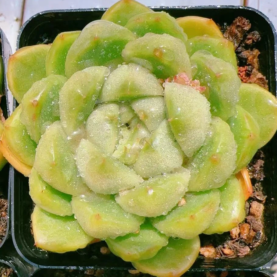 比耶拉珍妮70黑方杯带盆土金先生精品多肉