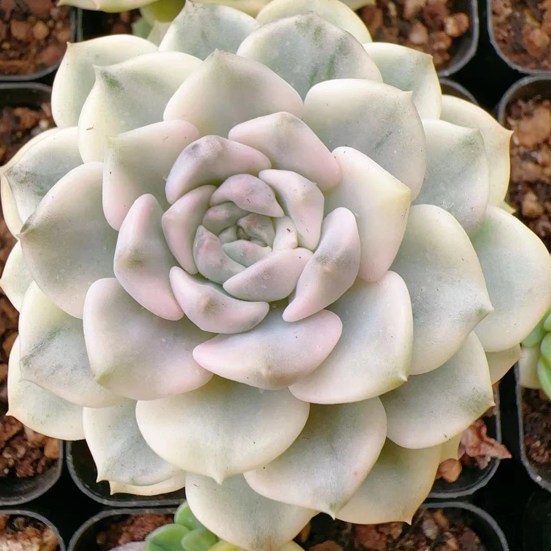 粉布偶锦单头（5cm）脱土金先生精品多肉