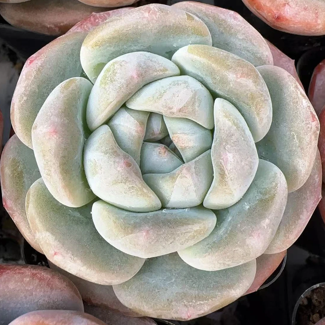 （大）珍妮母本混发（6cm）脱土金先生精品多肉