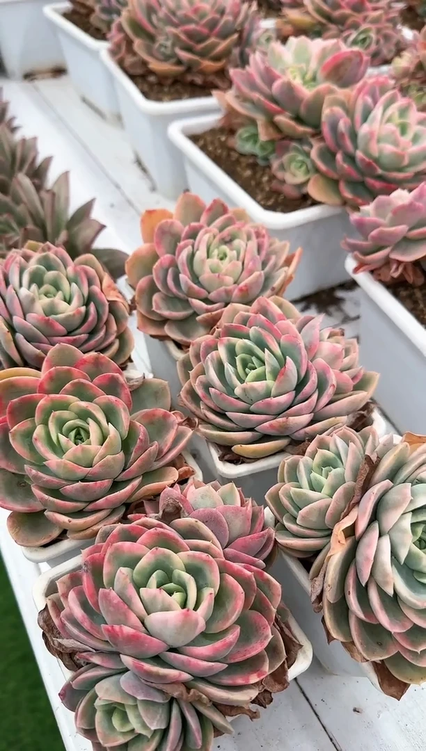 【闪购商品】粉色贝拉锦2个侧芽90杯脱土