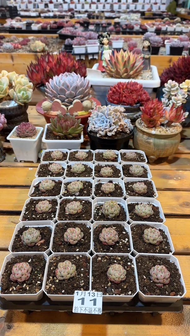【闪购商品】0113-11雪花珍妮