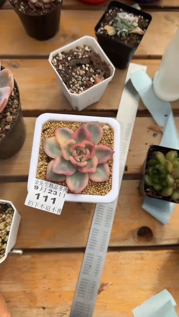 【闪购商品】0923-111伊丽莎白锦