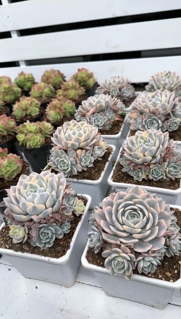 【闪购商品】鲁氏锦大群手捧带土球