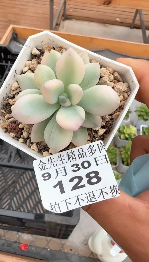 【闪购商品】0930-128奥普锦