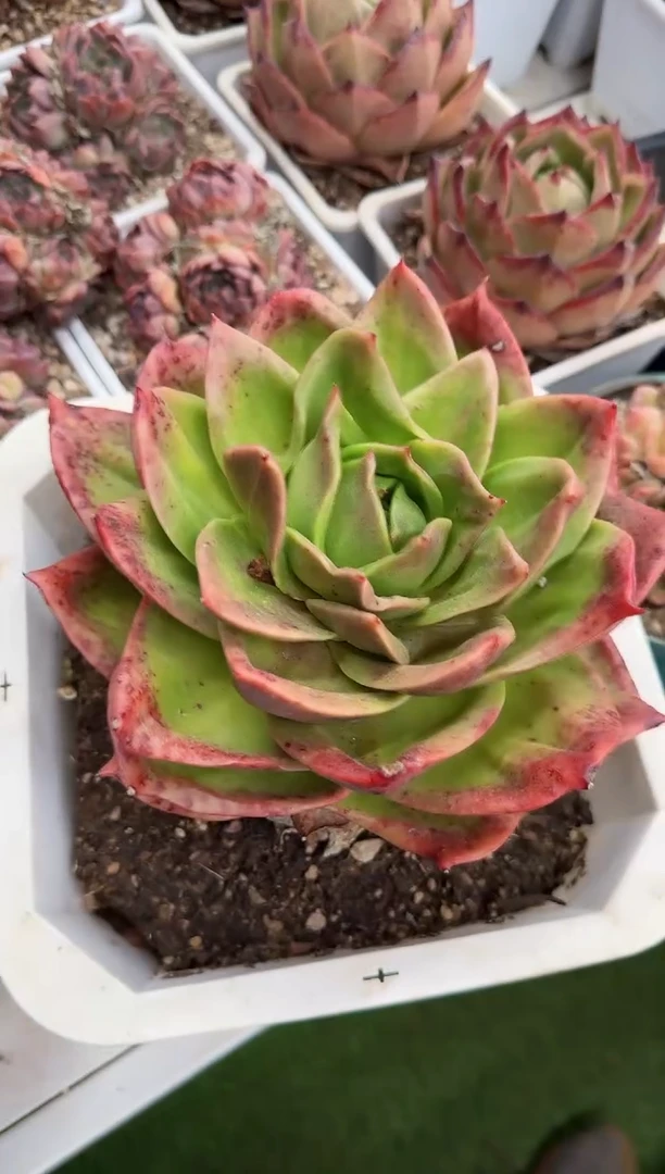 【闪购商品】狮子王大母本240#脱土