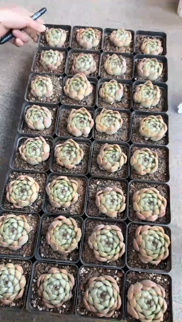【闪购商品】比耶拉珍妮70黑方杯