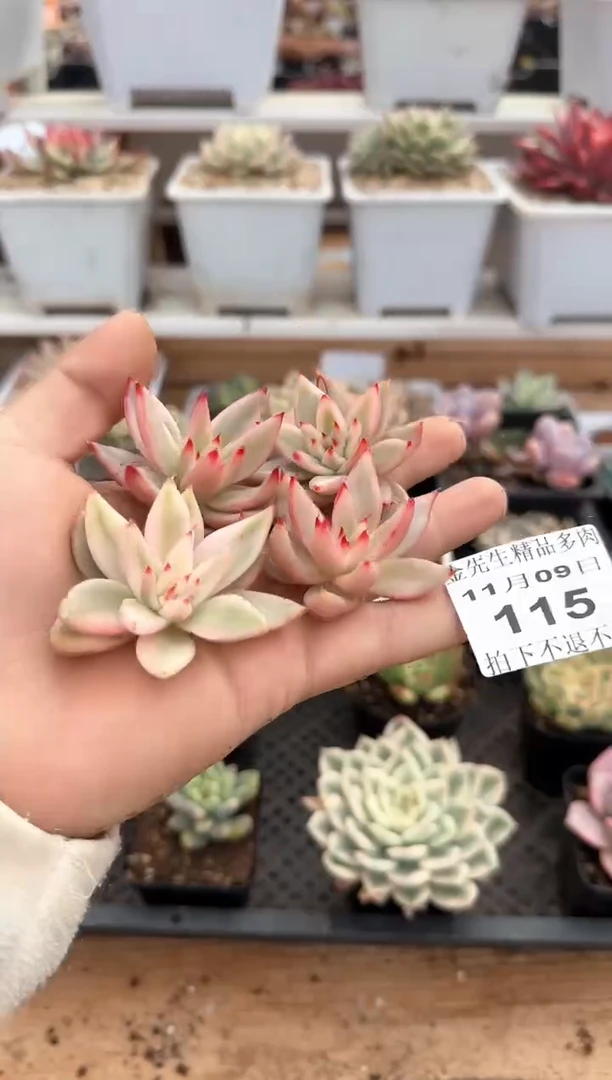 【闪购商品】1109-115樱花玛利亚锦头盖（量拍）