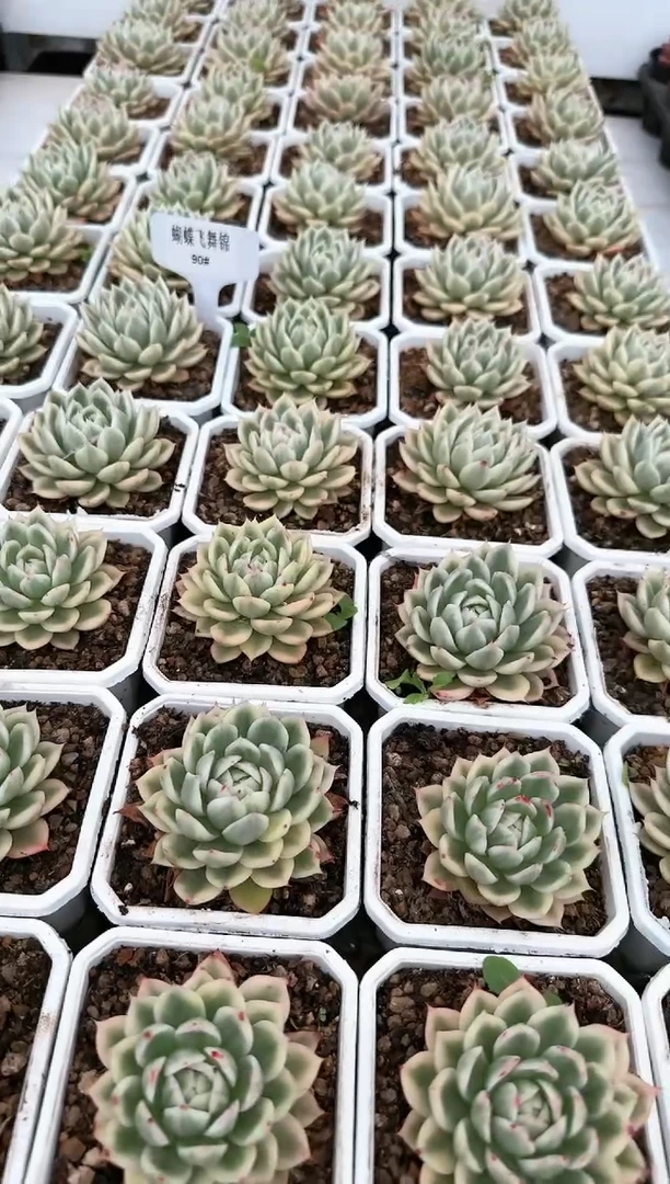 【闪购商品】蝴蝶飞舞锦带盆土