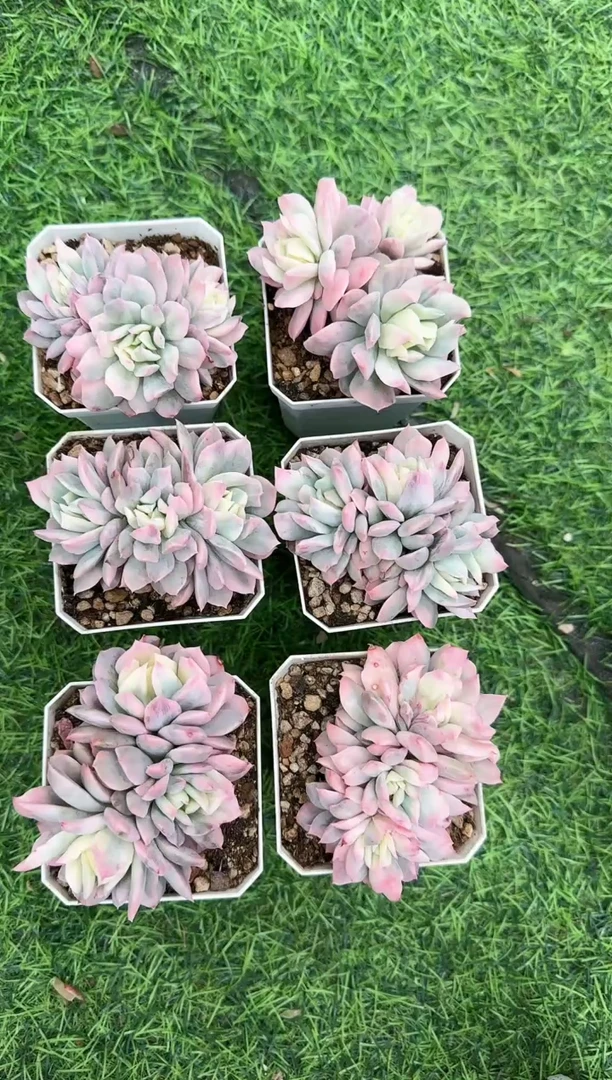 【闪购商品】火焰杯锦3头