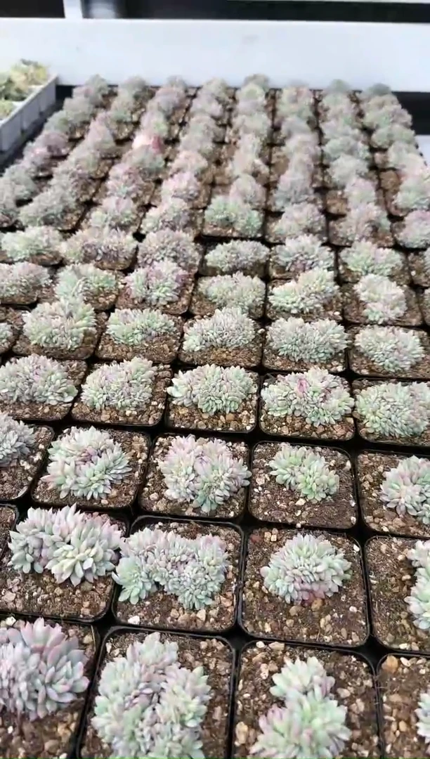 【闪购商品】火焰杯缀化带盆土