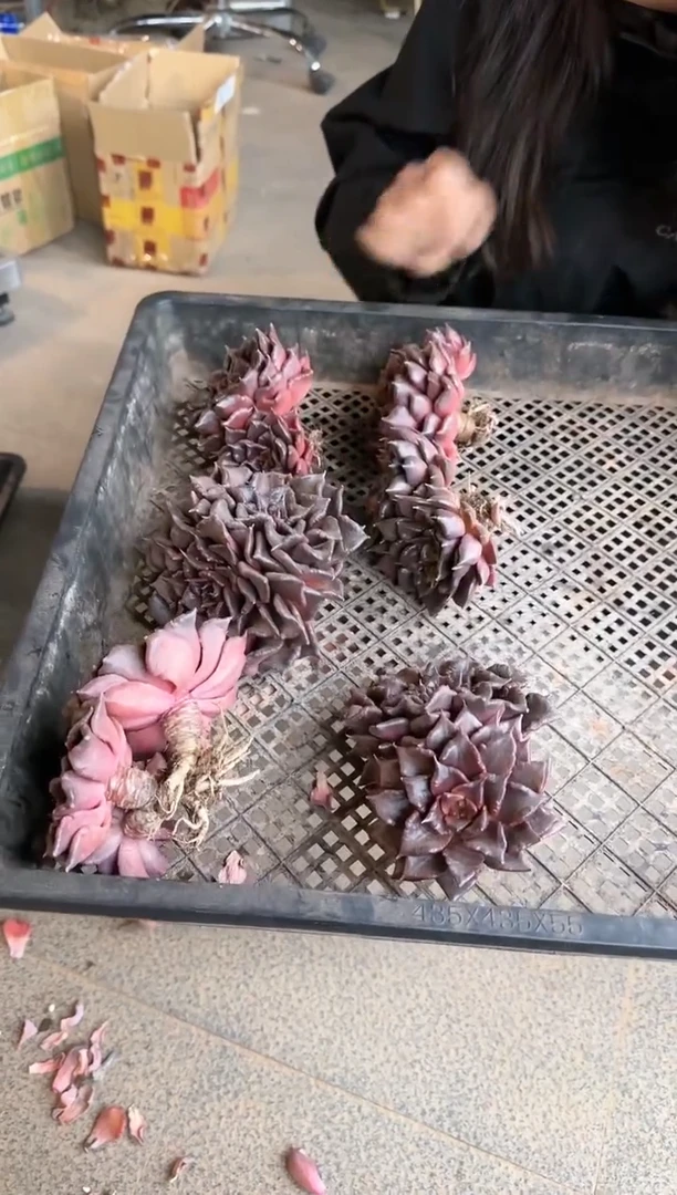 【闪购商品】老桩黑饺子皮双头