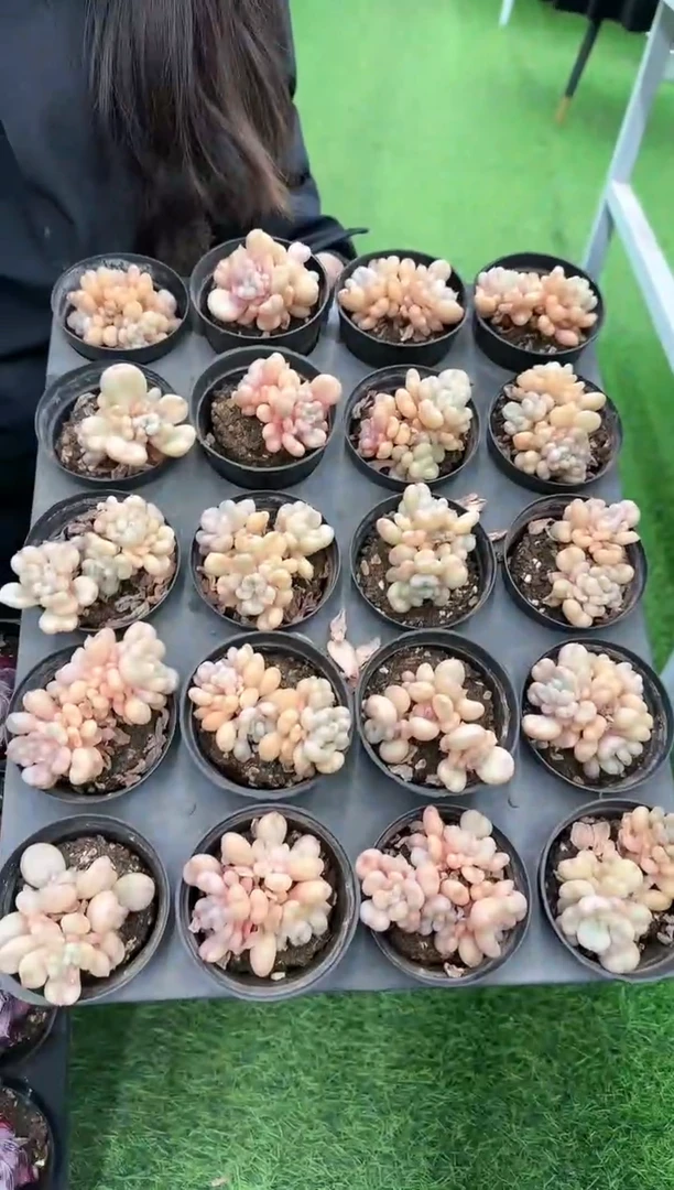 【闪购商品】比尔盖茨小群带盆土