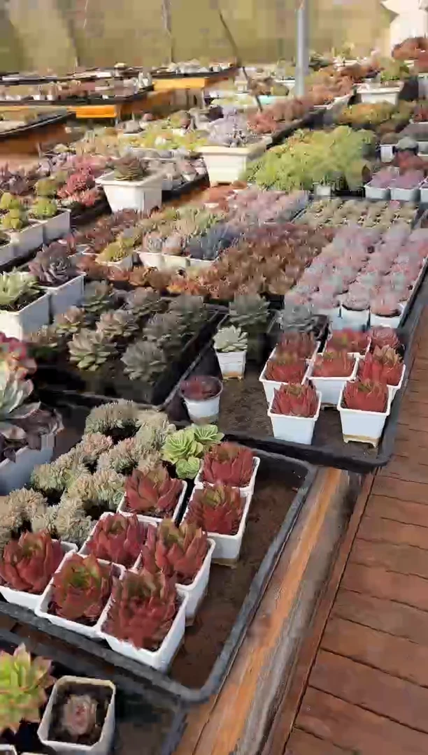 【闪购商品】0923-100大王玛利亚锦2颗