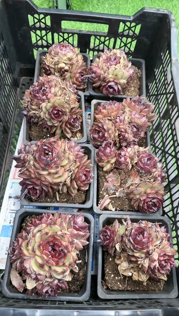 【闪购商品】黑水晶系老桩群