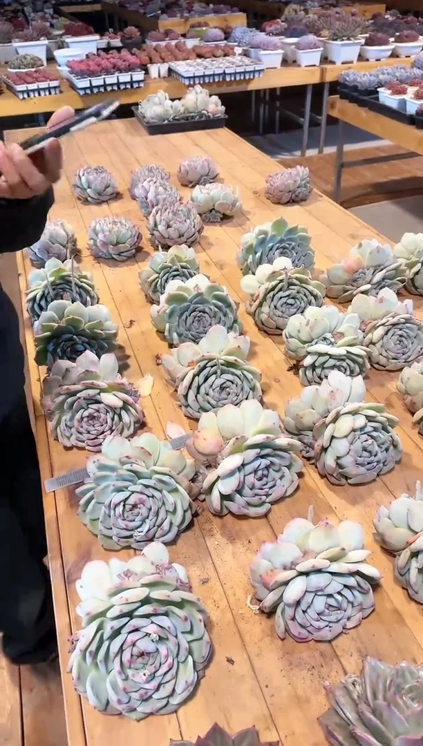 【闪购商品】白拉糖背靠背（大）双头