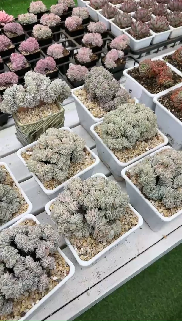【闪购商品】0120蓝色惊喜缀化
