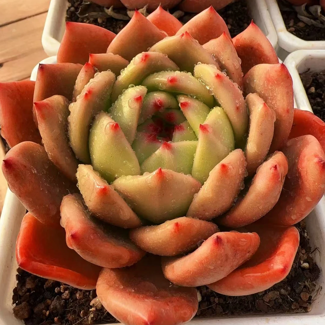 红钻（黄）单头（10cm）140#脱土金先生精品多肉