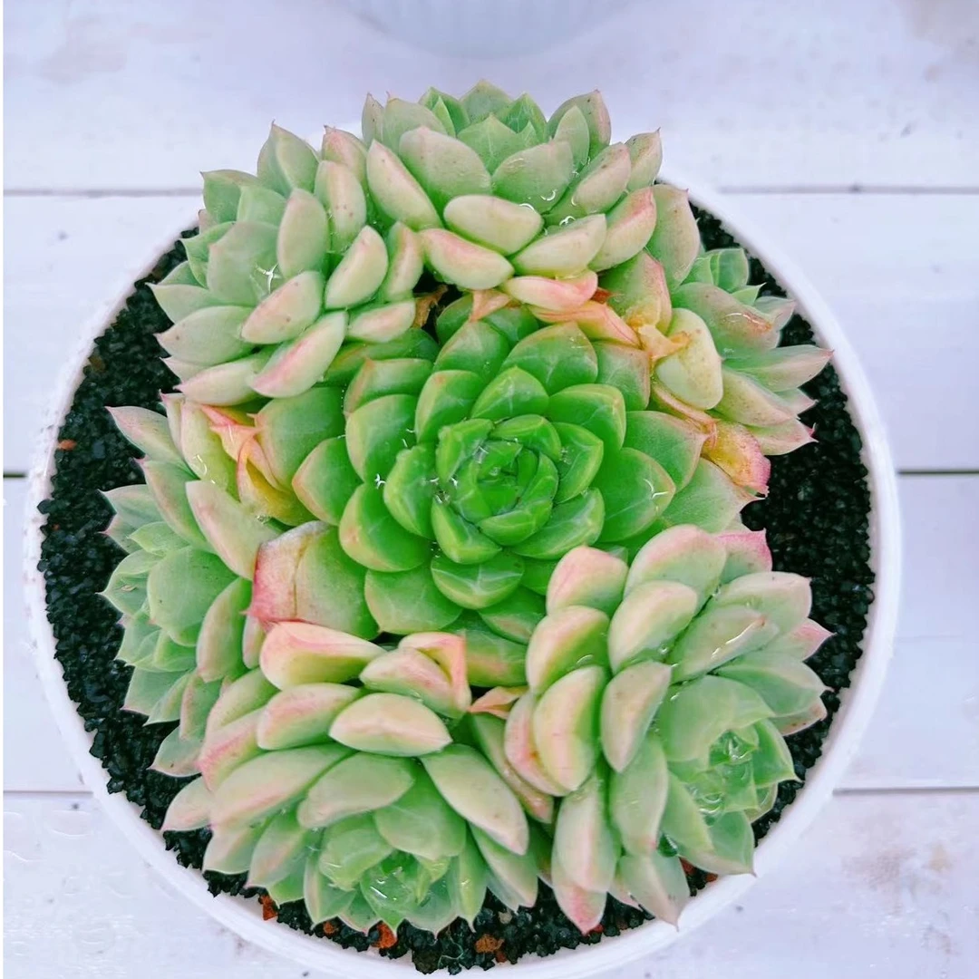锦粉蝶群生整桩无砍金先生精品多肉