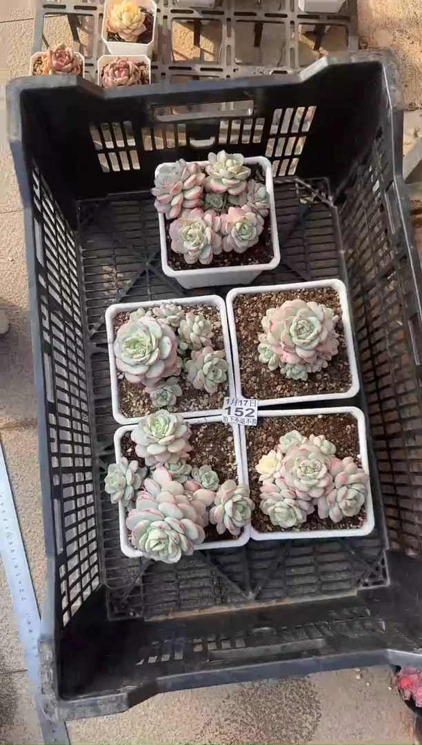 【闪购商品】0117-152香草锦群整桩无砍量拍