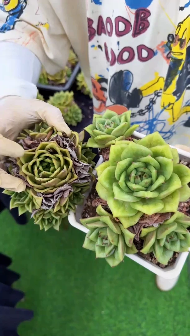 【闪购商品】蔷薇玛利亚锦3头起发140#脱土