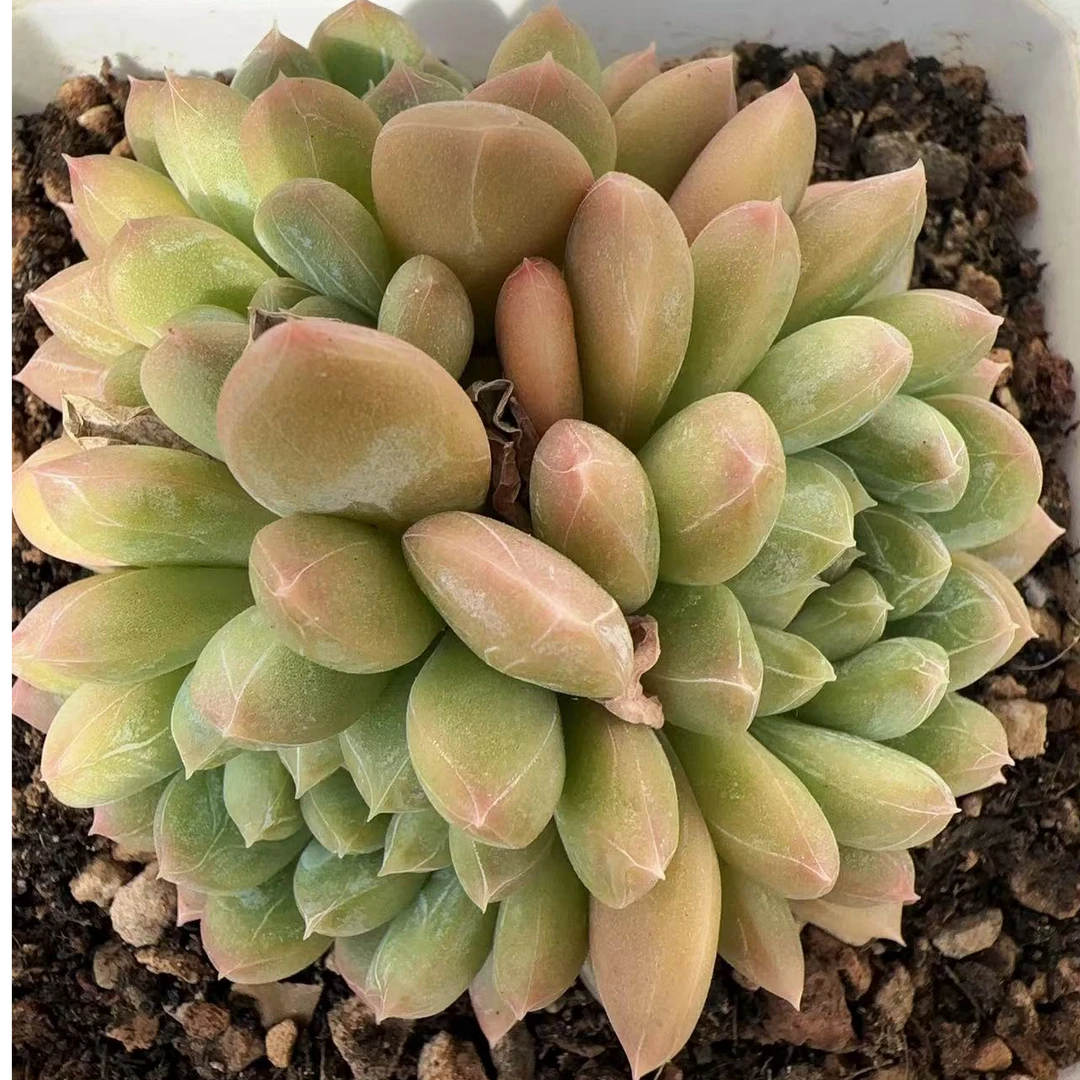 百达翡翠4头无砍群（7cm）脱土金先生精品多肉