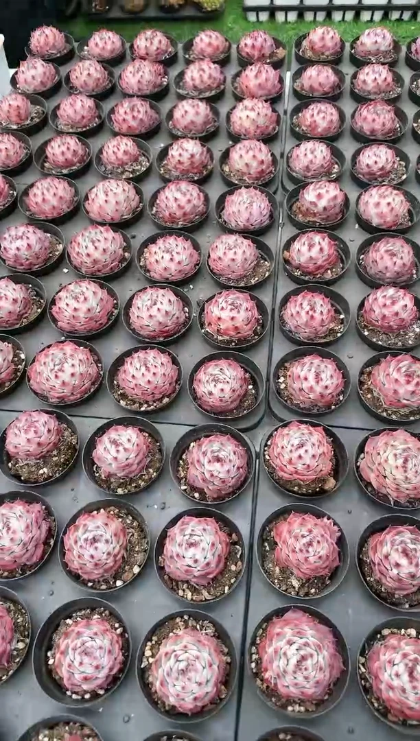 【闪购商品】卡西欧惊鸿