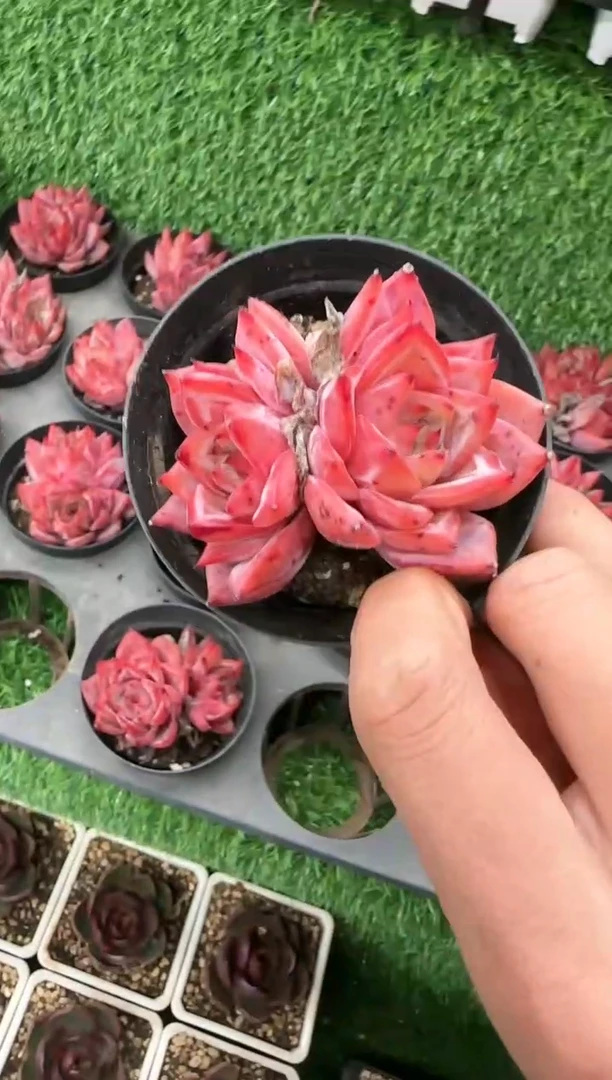【闪购商品】红龙双头带盆土