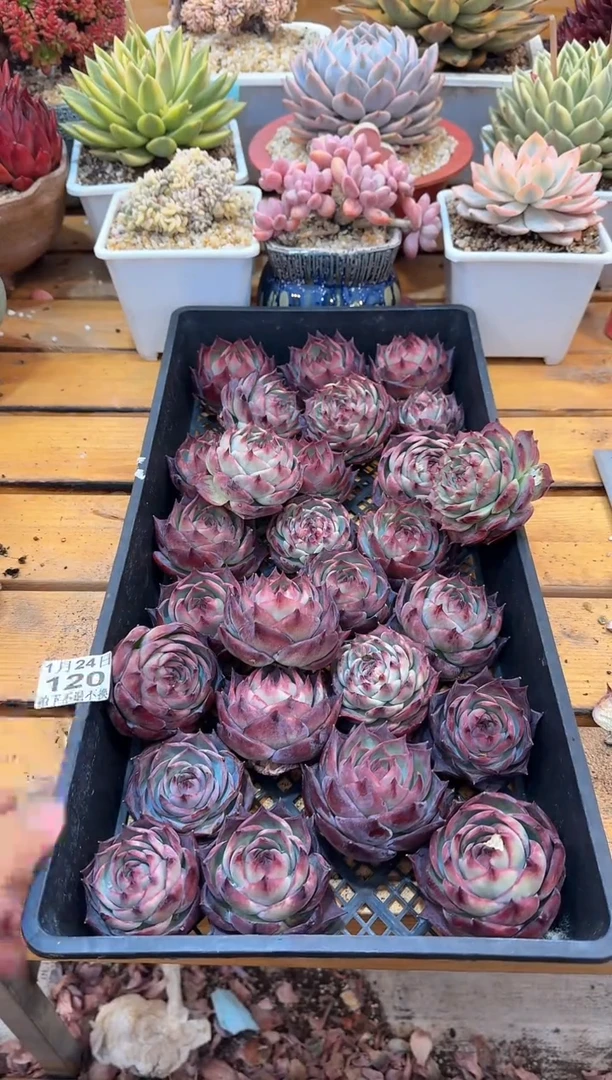 【闪购商品】0124-120惊鸿仙子（小）量拍