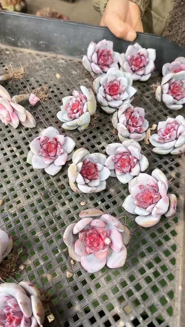 【闪购商品】糖心雪天使