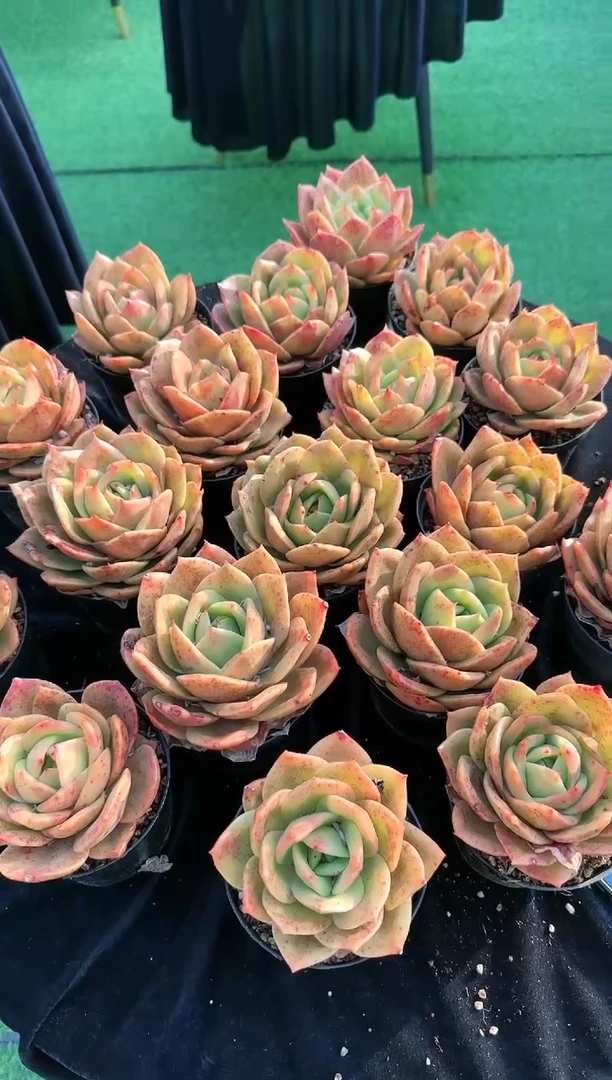 【闪购商品】狮子王
