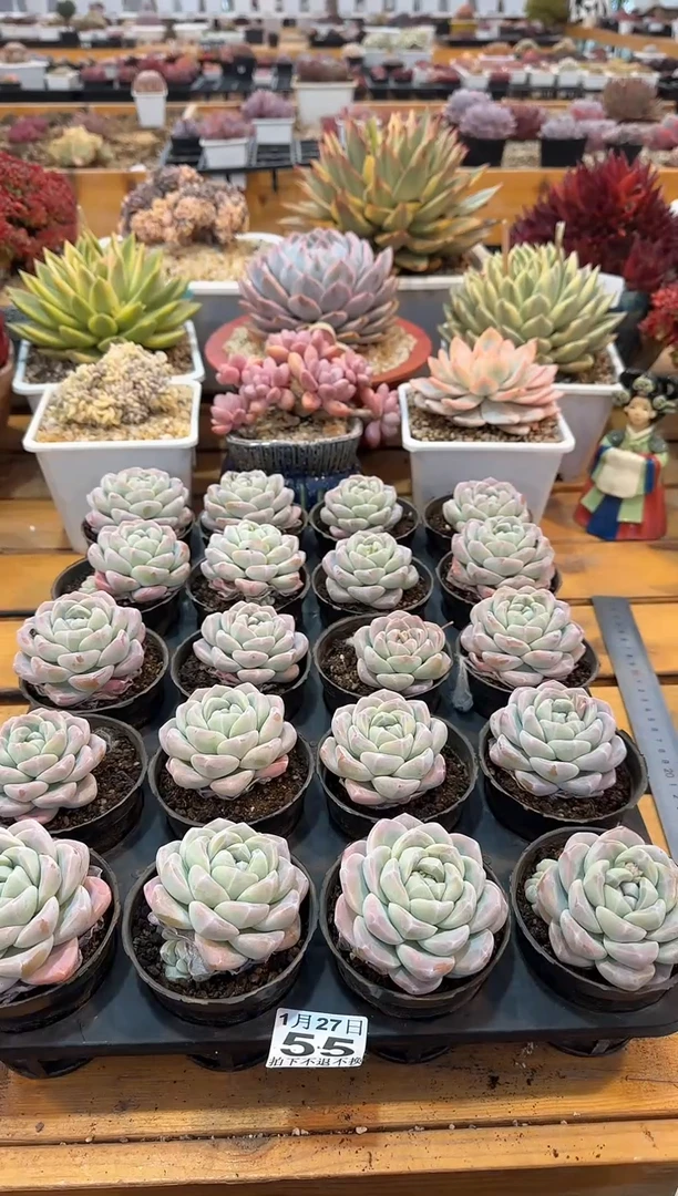 【闪购商品】0127-55冰玉量拍