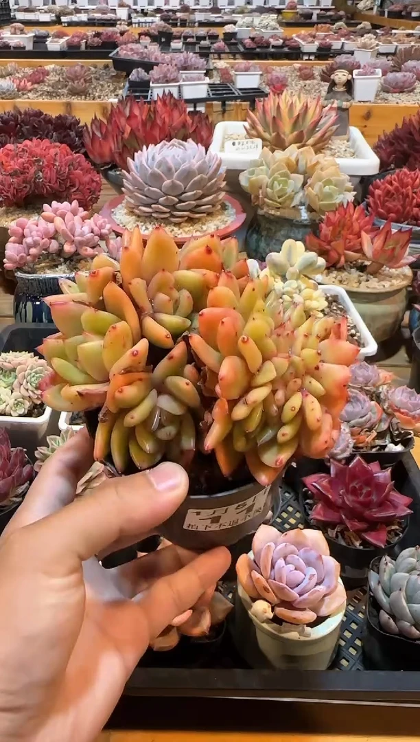 【闪购商品】0105-11灵狗的星星缀化群